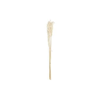 Boeket DKD Home Decor Haver Beige Gedroogde bloem (8 x 3 x 57 cm)