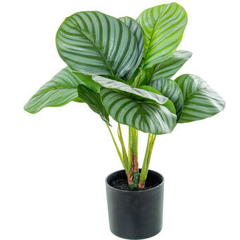 Decoratieve plant Alexandra House Living Plastic Calathea 50 cm